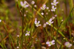 Stylidium despectum