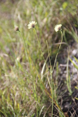 Cephalaria coriacea