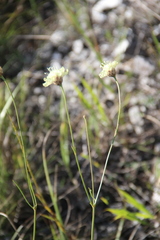 Cephalaria coriacea