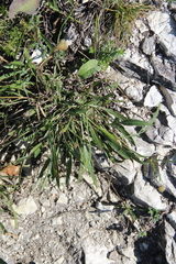 Cephalaria coriacea