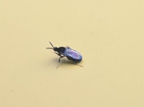Fly