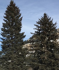 Picea glauca densata