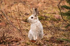 Lepus americanus