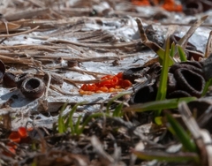 Byssonectria fusispora