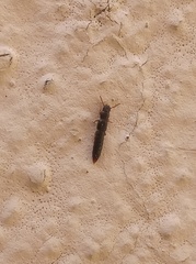 Osoriinae