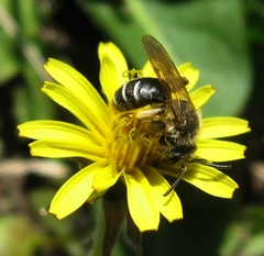 Andrena nasonii