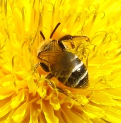 Andrena nasonii
