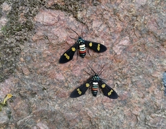 Euchromia schoutedeni