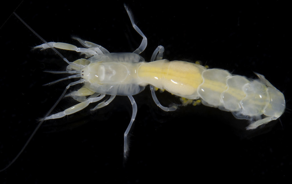 Short-browed Mud Shrimp