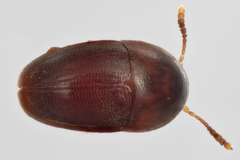 Ptomaphagus