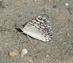 Hamadryas