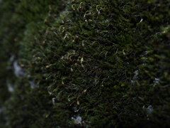 Grimmia muehlenbeckii