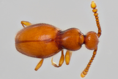 Leptoscydmus