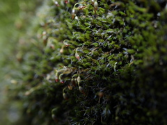 Grimmia muehlenbeckii