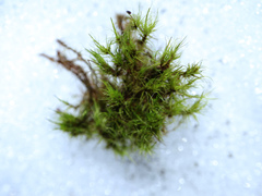 Paraleucobryum longifolium