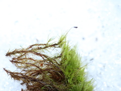 Paraleucobryum longifolium
