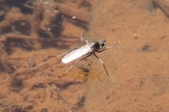 Hydrophorus