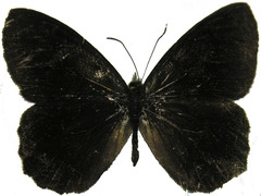 Pedaliodes simpla
