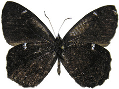 Pedaliodes simpla