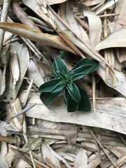 Gentiana bambuseti