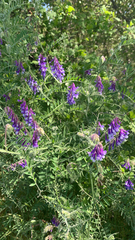 Vicia villosa