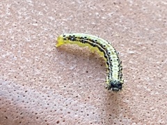 Cydalima perspectalis