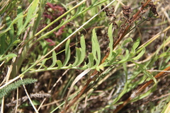 Cephalaria uralensis