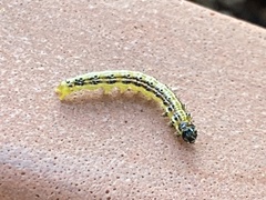 Cydalima perspectalis