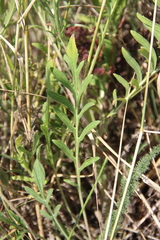 Cephalaria uralensis