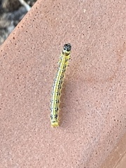 Cydalima perspectalis