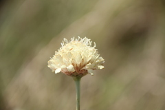 Cephalaria uralensis