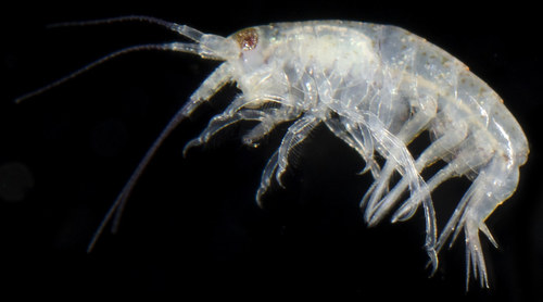 Representative image of Gitana