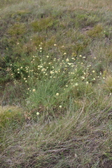 Cephalaria uralensis