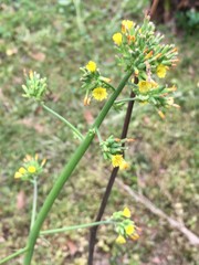 Youngia thunbergiana