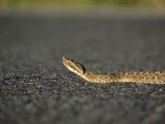 Bothrops ammodytoides