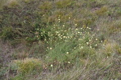 Cephalaria uralensis