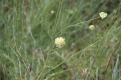 Cephalaria uralensis