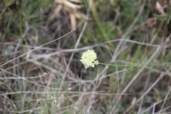 Cephalaria uralensis