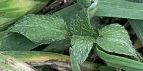 Calyptocarpus vialis iNat (3)