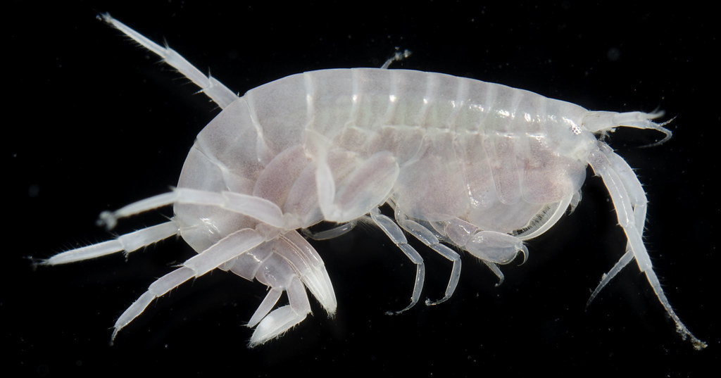 Liljeborgioidea