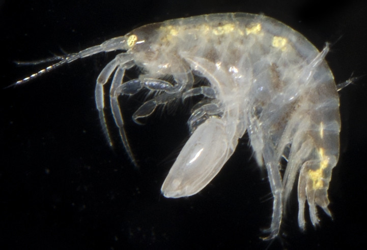 Isaeoidea