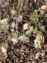 Paronychia ahartii