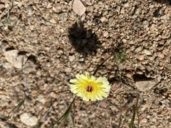 Malacothrix californica