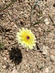 Malacothrix californica