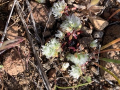 Paronychia ahartii