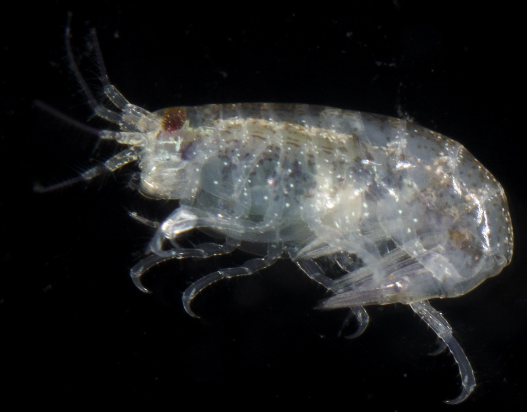 Nasageneia