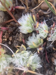 Paronychia ahartii