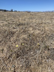 Malacothrix californica