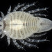 Sandmoles - Photo (c) smithsonian_marinegeo, some rights reserved (CC BY-NC-SA), uploaded by smithsonian_marinegeo