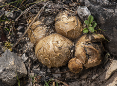 Scleroderma texense